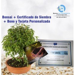 Bonsai + Certificado +...