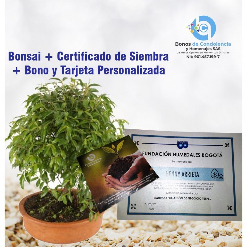 Siembra de Arbol + Bonsai + Certificado de Siembra en Homenaje a Su ser  Querido en Bogotá