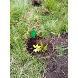 Bono de condolencia y Arbol en Bogotá - Bono exequial