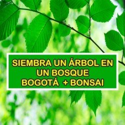 Arbol en Bogotá + Mini Bonsai