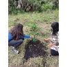 Bono de condolencia y Arbol en Bogotá - Bono exequial