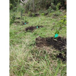 Bono de condolencia y Arbol en Bogotá - Bono exequial