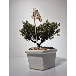 CRISALIDA DE MARIPOSA O PUPA DE MARIPOSA