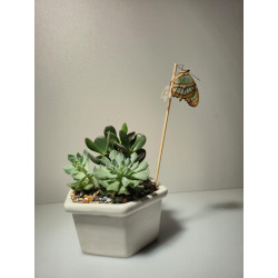 CRISALIDA DE MARIPOSA O PUPA DE MARIPOSA