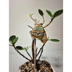 CRISALIDA DE MARIPOSA O PUPA DE MARIPOSA