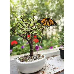 CRISALIDA DE MARIPOSA O PUPA DE MARIPOSA