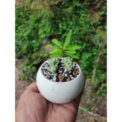 CRISALIDA DE MARIPOSA O PUPA DE MARIPOSA