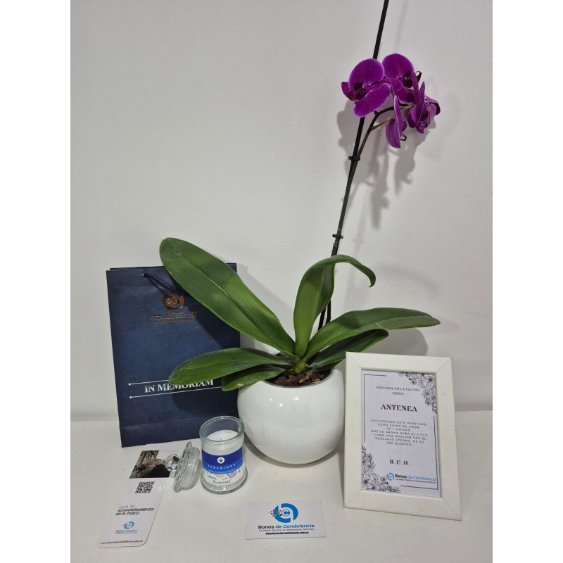 Orquidea Grande Premium de Una Vara, Portamensajes y Vela de Lujo