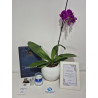 Orquidea Grande Premium de Una Vara, Portamensajes y Vela de Lujo