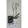 Orquidea Grande Premium de Dos Varas, Portamensaje y Vela de Lujo