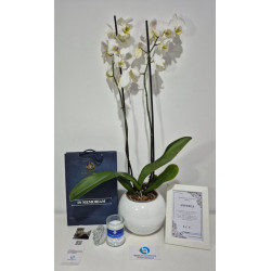 Orquidea Grande Premium de Dos Varas, Portamensaje y Vela de Lujo