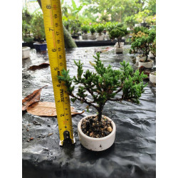 Bonsai Miniatura, Libro de duelo y Vela