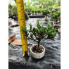 Bonsai Miniatura, Libro de duelo y Vela