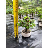 Bonsai Miniatura, Libro de duelo y Vela