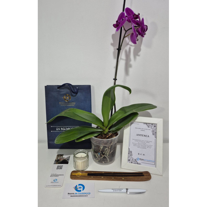 Orquidea Grande Premium de Una Vara, Portamensaje y Vela Aromatizada