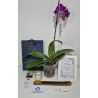 Orquidea Grande Premium de Una Vara, Portamensaje y Vela Aromatizada