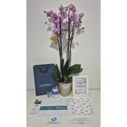 Orquidea Grande Premium de 3 a 4 Varas, Portamensaje y Vela de Lujo