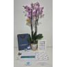 Orquidea Grande Premium de 3 a 4 Varas, Portamensaje y Vela de Lujo