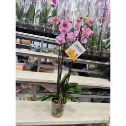 Orquidea Grande Premium de 3 a 4 Varas, Portamensaje y Vela de Lujo