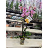 Orquidea Grande Premium de 3 a 4 Varas, Portamensaje y Vela de Lujo