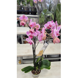 Orquidea Grande Premium de 3 a 4 Varas, Portamensaje y Vela de Lujo