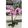 Orquidea Grande Premium de 3 a 4 Varas, Portamensaje y Vela de Lujo