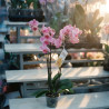 Orquidea Premium de 3 o 4 varas en Matera de Cerámica, portamensaje y vela de Lujo