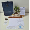 Bono Fundación Manuelita Bastón de Plata y Micro Bonsai