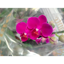 BONO BOTERO ORO CON ORQUIDEA BABY CON MATERA