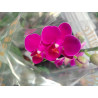 BONO BOTERO ORO CON ORQUIDEA BABY CON MATERA