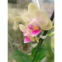 BONO BOTERO ORO CON ORQUIDEA BABY CON MATERA