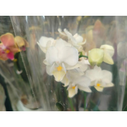 BONO BOTERO ORO CON ORQUIDEA BABY CON MATERA