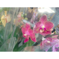BONO BOTERO ORO CON ORQUIDEA BABY CON MATERA