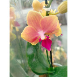 BONO BOTERO ORO CON ORQUIDEA BABY CON MATERA
