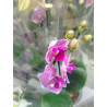 BONO BOTERO ORO CON ORQUIDEA BABY CON MATERA