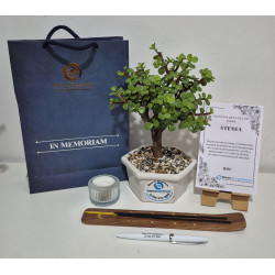 Bonsai de Condolencia Pino Azul
