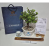 Bonsai de Condolencia Pino Azul