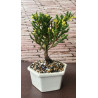 Bonsai de Condolencia Pino Azul