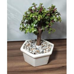 Bonsai de Condolencia Pino Azul