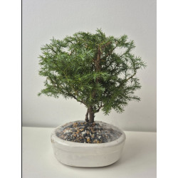 Bonsai de Condolencia Pino Azul