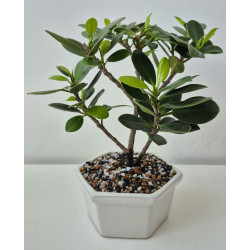 Bonsai de Condolencia Pino Azul
