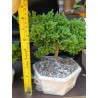 Bonsai de Condolencia Pino Azul