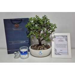 BONSAI DE CONDOLENCIAS CON...
