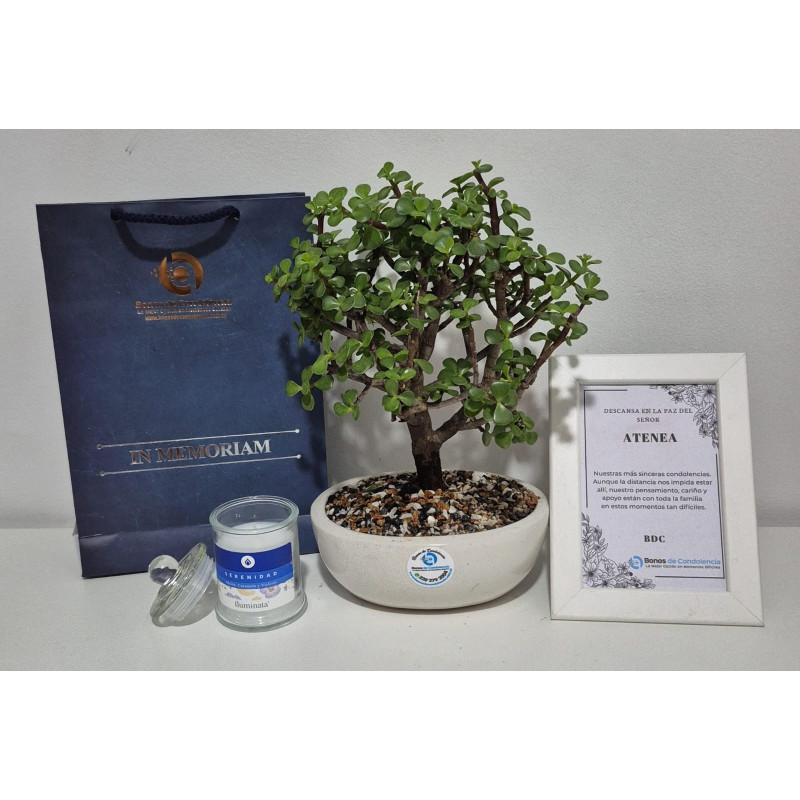 BONSAI DE CONDOLENCIAS CON PORTAMENSAJE DE LUJO