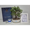 BONSAI DE CONDOLENCIAS CON PORTAMENSAJE DE LUJO