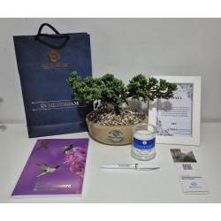 BONSAI MEDIANO, GUIA DE...