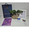 BONSAI MEDIANO, GUIA DE DUELO, PORTAMENSAJE Y VELA DE LUJO