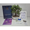 BONSAI MEDIANO, GUIA DE DUELO, PORTAMENSAJE Y VELA DE LUJO