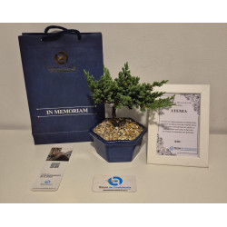 BONSAI MINI CON PORTAMENSAJE