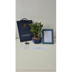 BONSAI MINI CON PORTAMENSAJE